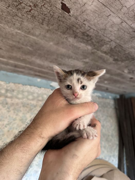 Маленькі кошенятя