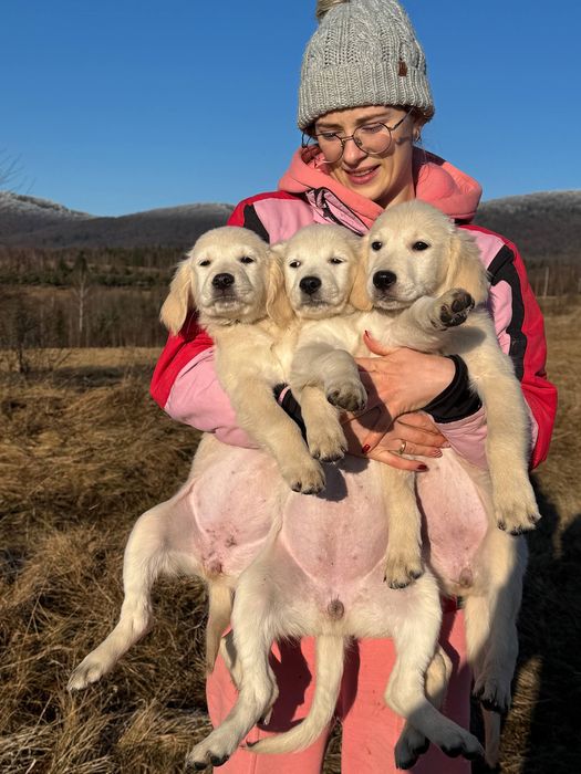 Голден ретривер (цуценята)