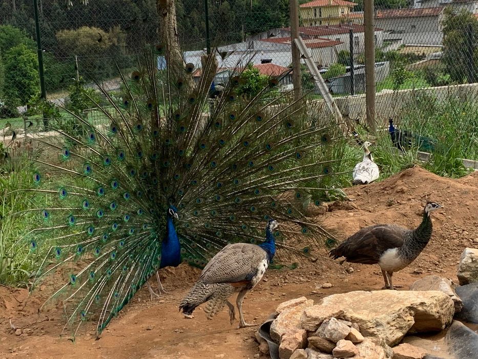 Pavões Azuis e Asa Negra Adultos