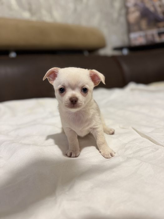 Продам чихуашок..