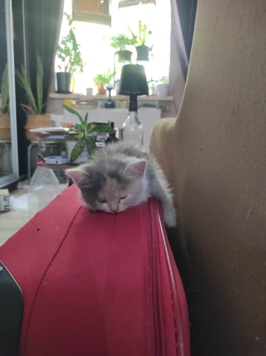 Отдам котят бесплатно