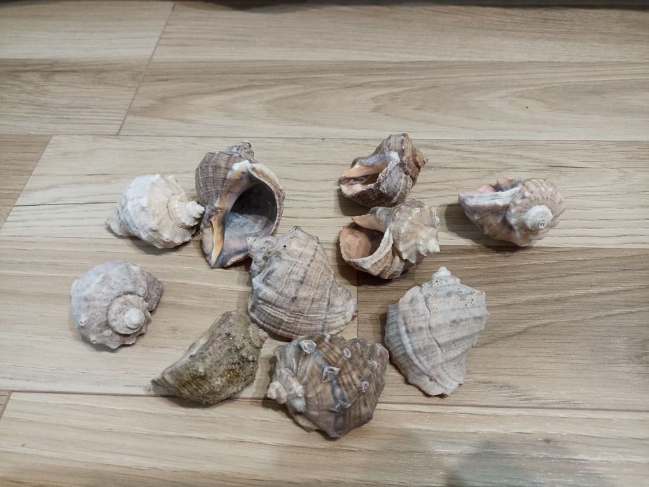 Ракушки, рапани 10 шт