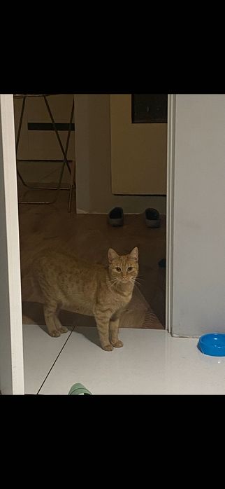 Rudy kot szuka nowego domu