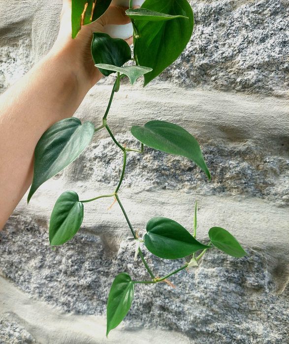 Planta Philodendron ornatum