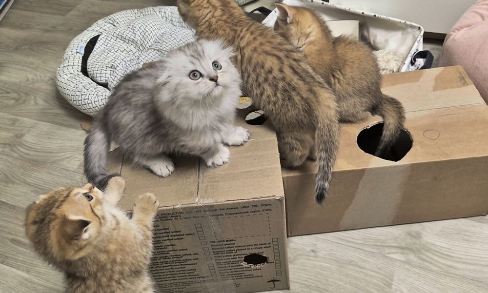 Вислоухие и прямоухие шотландские котята, девочки и мальчик