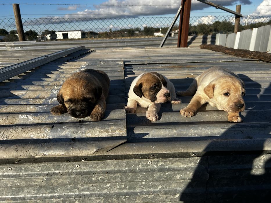 Cães  para adoção