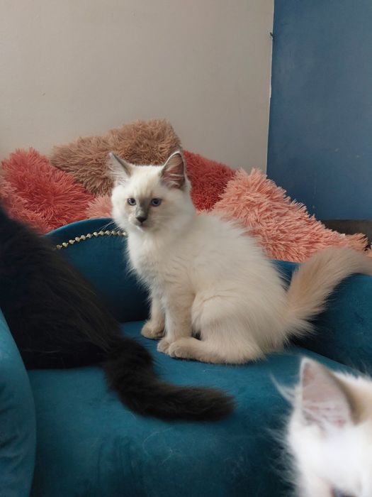 Hesia  Koteczka Ragdoll FPL/FIFE