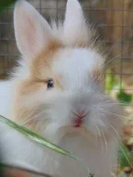 Coelhos anões bebés