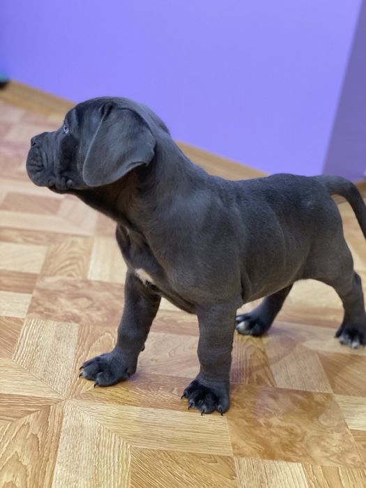 Елітні малюки-Cane corso