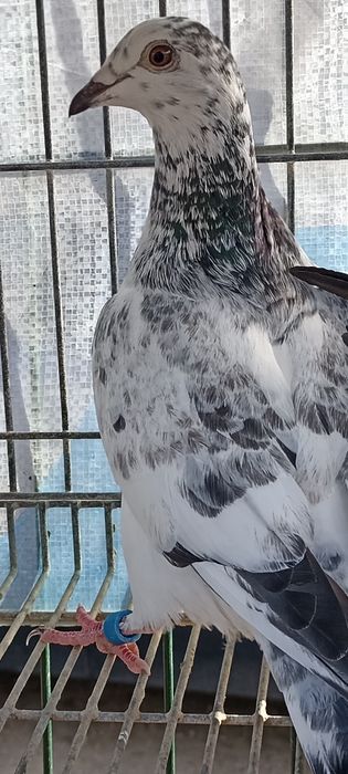 Pombo Correio sem número , Casal Correios