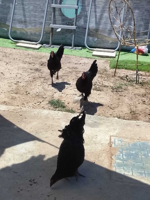 Galos garnize com 4 meses