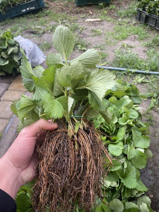 Продам саджанці полуниці