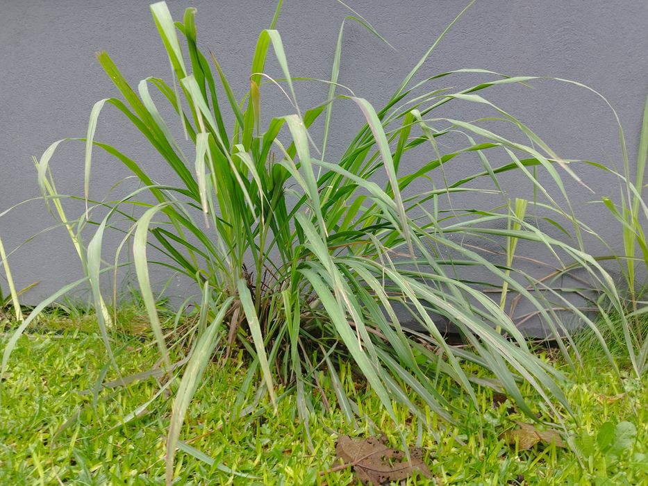 3 ou 12  Pés de Erva príncipe, capim limão, Lemongrass, Cymbopogon