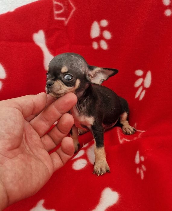 Menino chihuahua