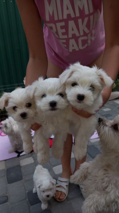 Мальтійська болонка.