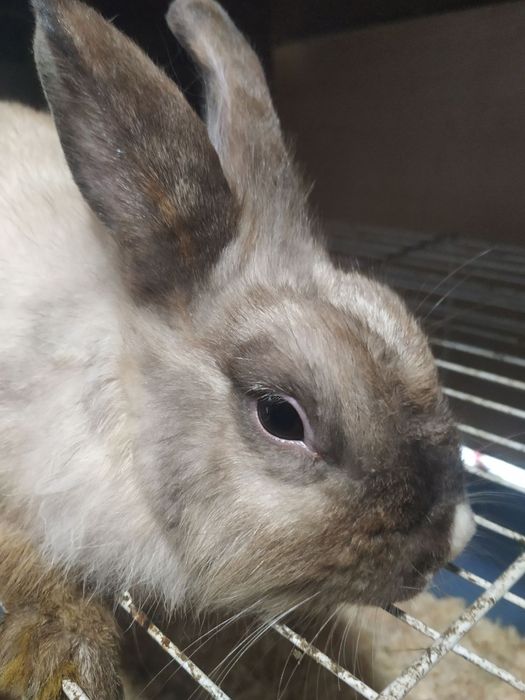 Продам декоративного кролика