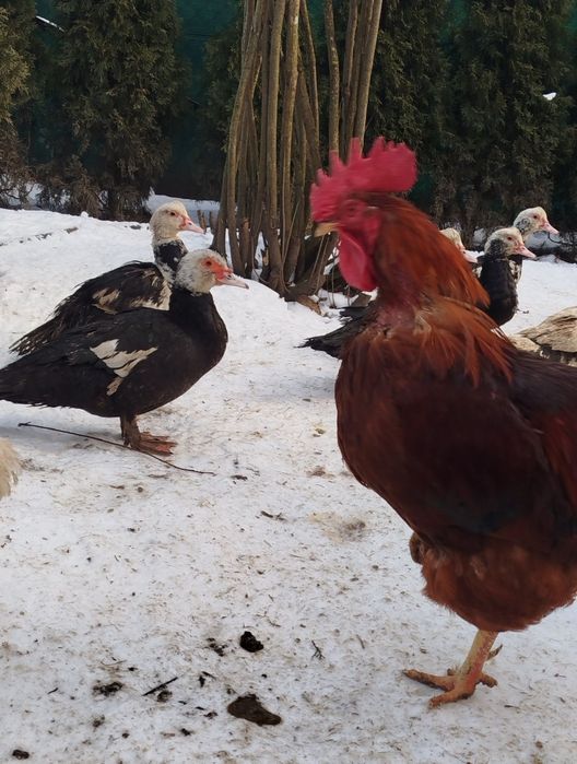 Jaja lęgowe kur niosek mix