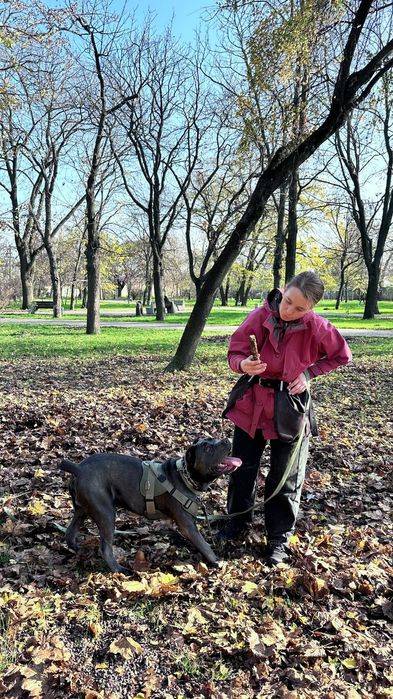 Кінолог, дресирування собак