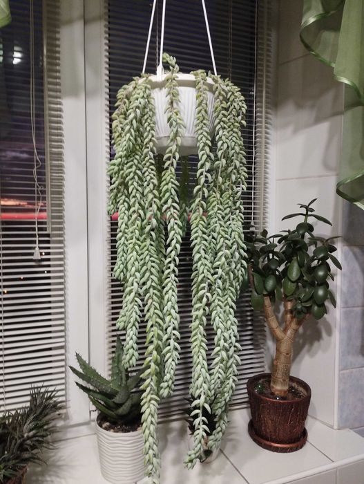 Очиток Моргана цветок суккуленты