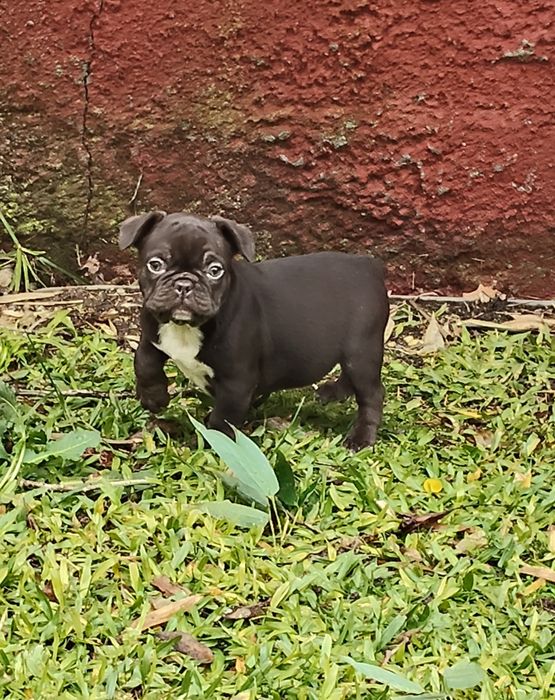 Bulldog Francês Chocolate