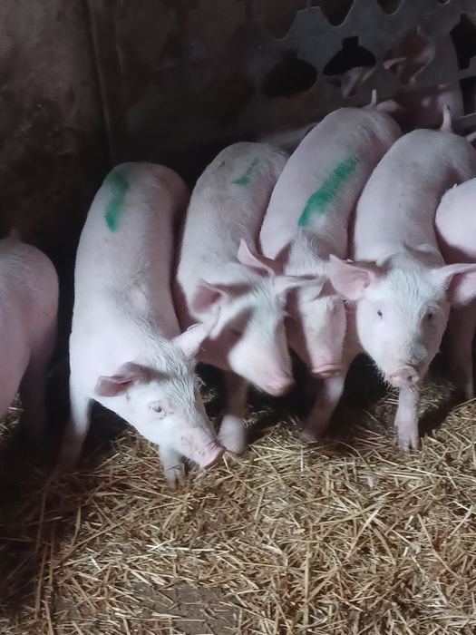 Продаю свинок Ф1-