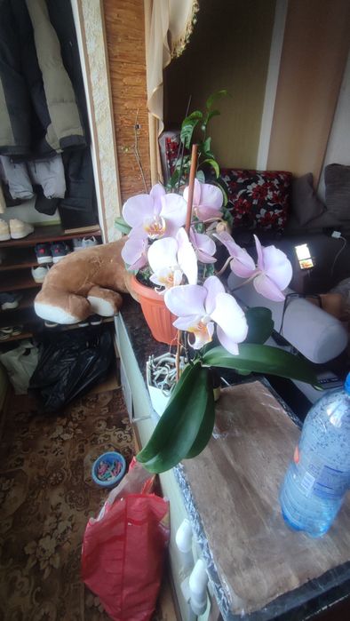 Орхідея гарна щяс цвіте