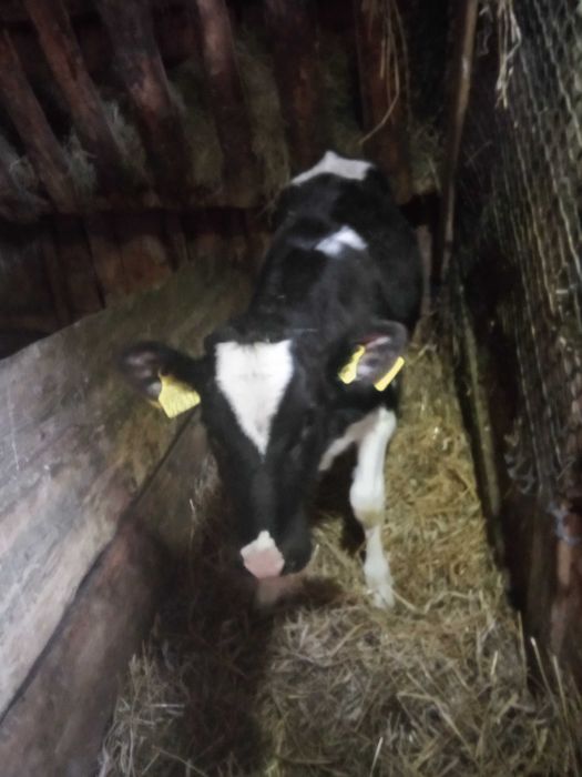 Sprzedam trzy 7 miesięczne jałówki