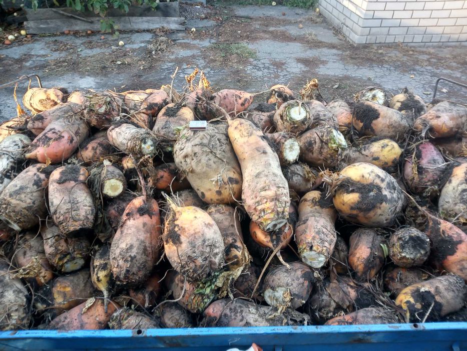 Продам кормовий буряк