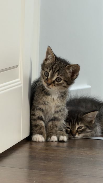 Кошеня. Дівчинка. Відамо в дбайливу родину