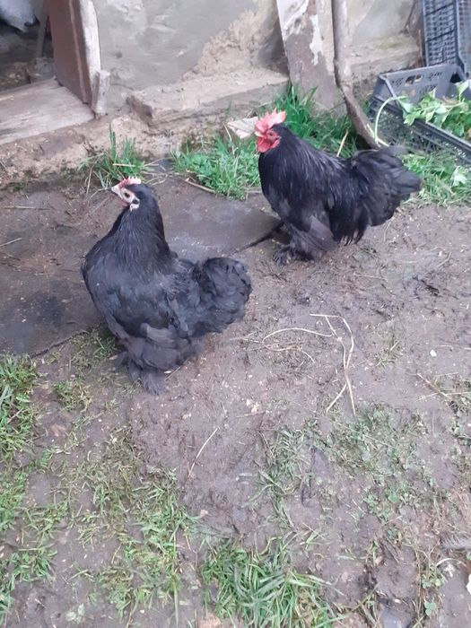 Породистые карликовые кохинхины