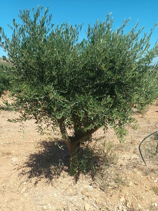 Oliveiras para transplantar ou jardim