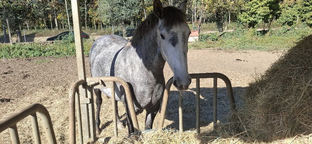 Vendo poldra PSL com 2anos