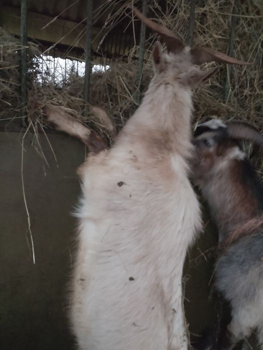 Продаю цапа молодого