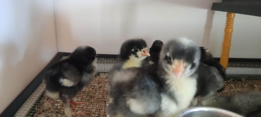 Malines desde 5 dias