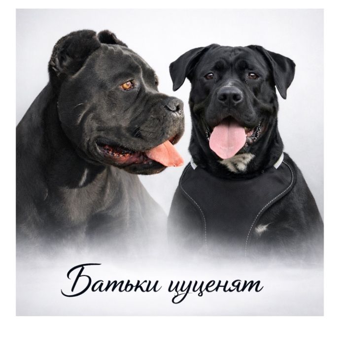 Малюки Кане корсо