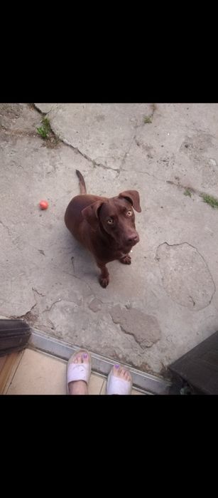 Пропали дві собаки