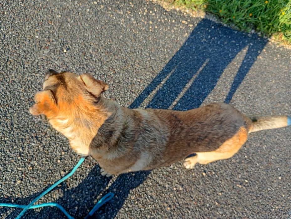 Maja - Cadelinha Malinois de 3 anos para adoção/venda De graça