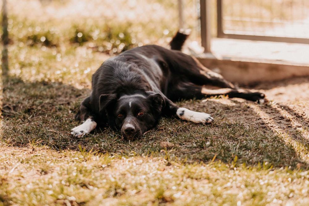 Cudowna, energiczna Czika poleca się do adopcji!!!