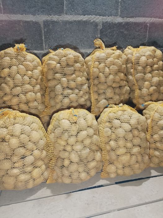 Sprzedam ziemniaki soraya wielkość sadzeniaka