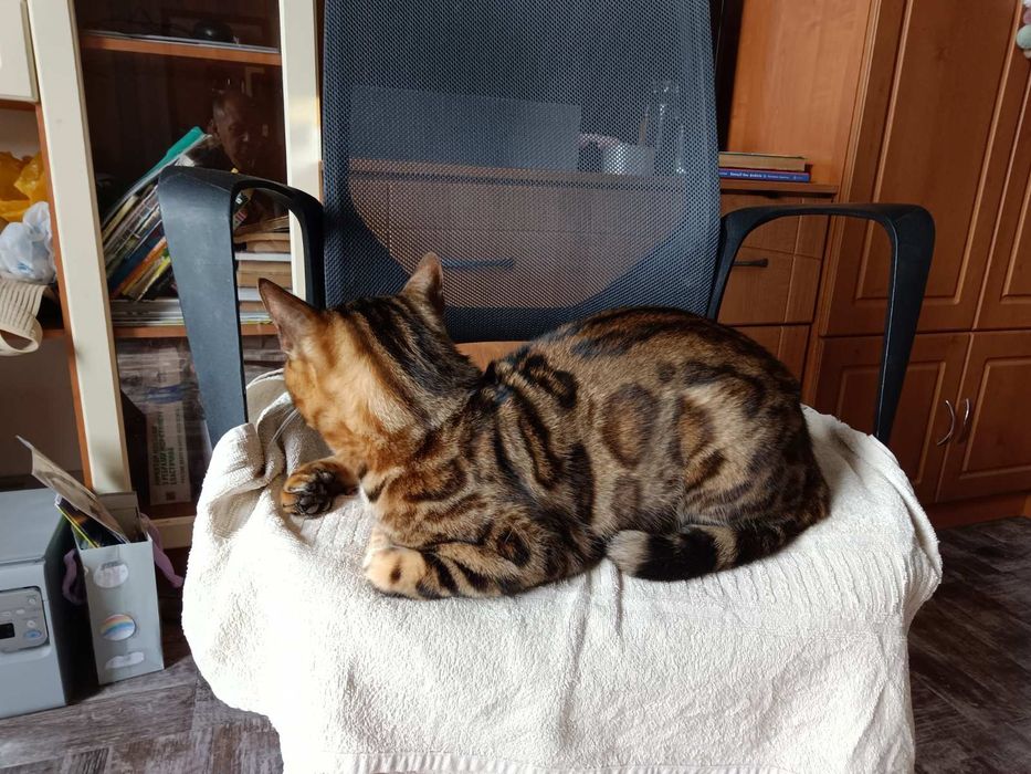 Продам бенгальского кота ,(бенгальський кіт)