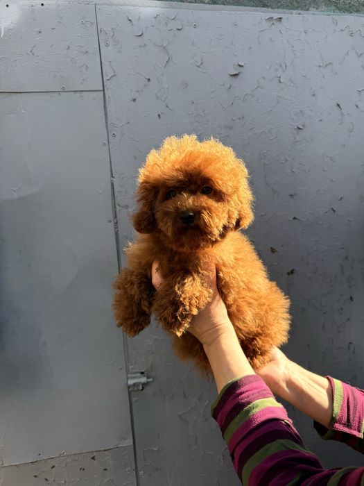 Хлопчик той пудель 5 місяців