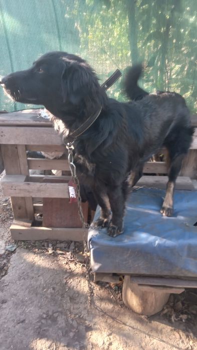 Одам щенка срочно в хорошые руки