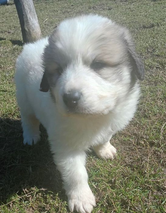 Pirenejski Pies Górski