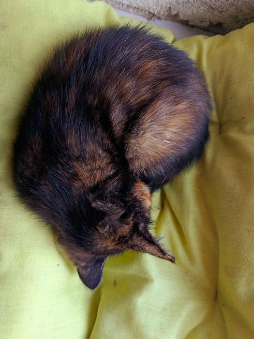 Віддам котят безкоштовно