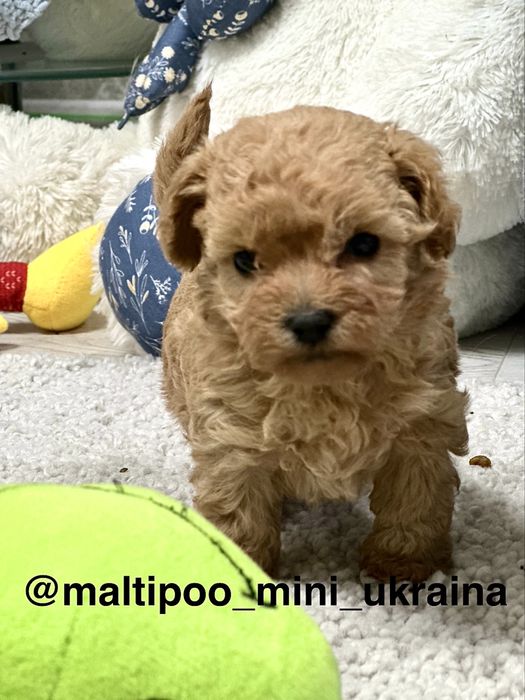 Мальтіпу ф1 мікро і міні