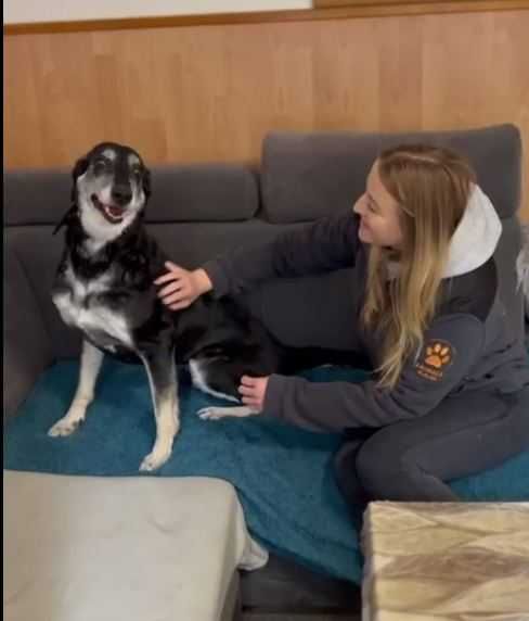 MISIA - 7-letnia, domowa, trzyma czystość, czuła. [FILMIKI}