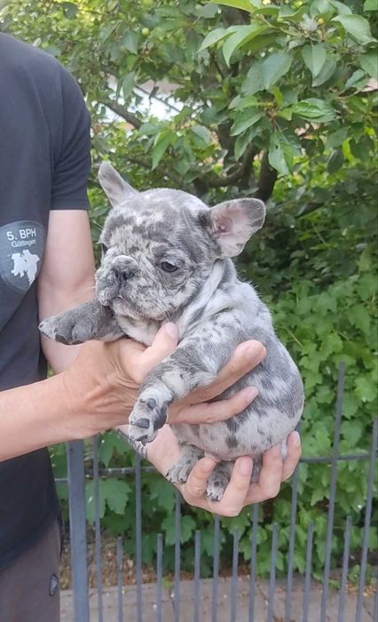 Віп качество, блакитний мерле.