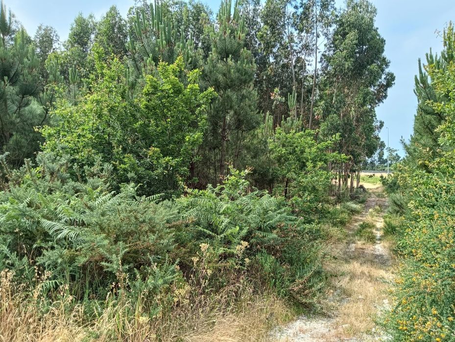 Terreno Rústico com 8.106 m² - Vila Chã do Monte – Torredeita