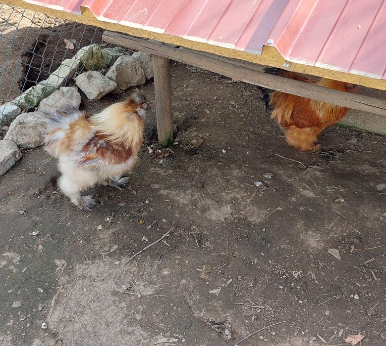 Vendo ovos galados de galinha Sedosa do Japão