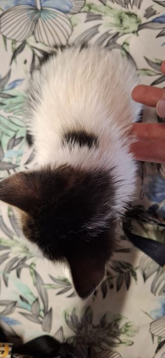 Gatinho macho branco e tigrado